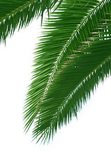 Image showing Isolated palmtree