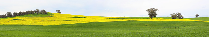 Image showing Canola fields and grazing pastures