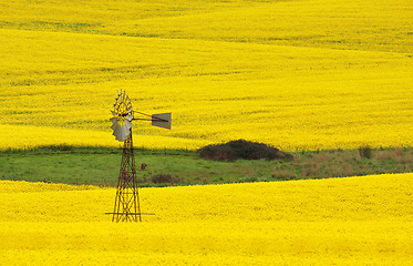 Image showing Windmill in a field of Canola