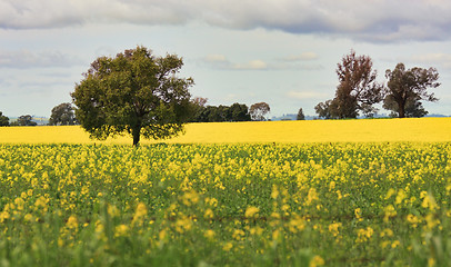 Image showing Grazing Canola alongside a field of Canola
