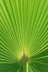 Image showing Beautiful Palm Tree Leaf texture