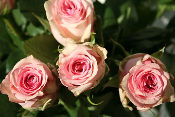 Image showing Pink Roses