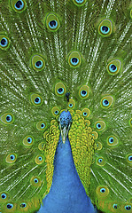 Image showing Peacock showing off