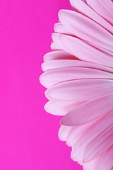 Image showing Pink gerbera