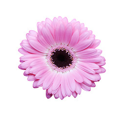 Image showing Pink gerbera with path