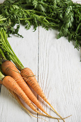 Image showing Freshly grown carrots