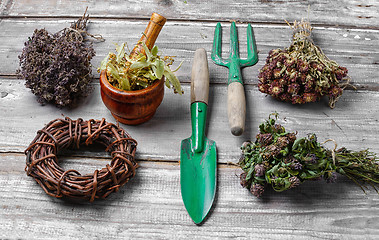 Image showing Harvest of medicinal herbs and plants