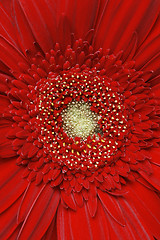 Image showing Red gerber daisy