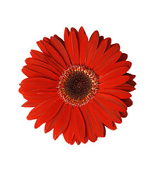 Image showing Red Gerbera Flower