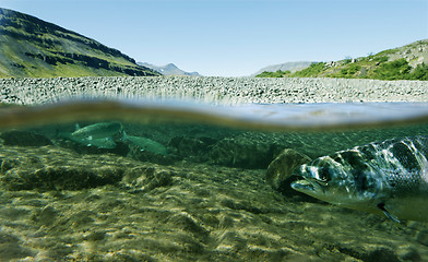 Image showing life underwater