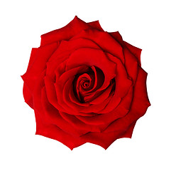 Image showing Isolated rose with path