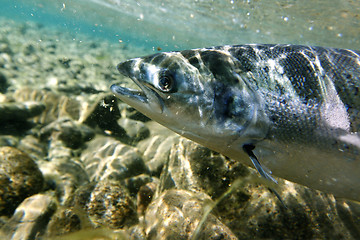 Image showing Salmon underwater