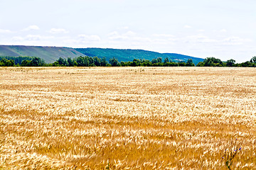 Image showing Field rye with trees