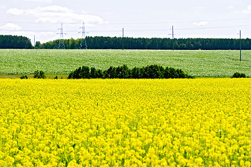 Image showing Field rapeseed with trees