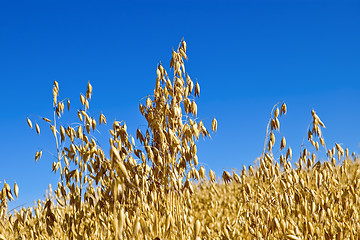 Image showing Oat field against the sky