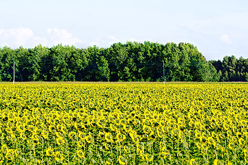 Image showing Field of sunflowers and trees