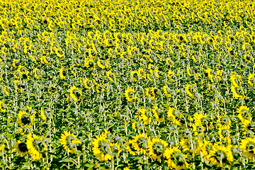 Image showing Field of sunflower