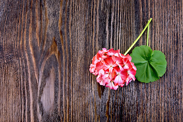 Image showing Geranium pink with leaf on board