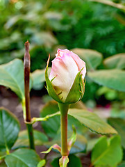 Image showing Rose the bud of pale pink