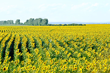 Image showing Field with yellow sunflowers