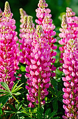 Image showing Lupin pink with green leaves