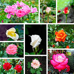 Image showing Roses different set of pictures