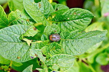Image showing Colorado beetle on potato leaves