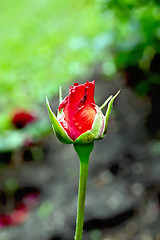 Image showing Rose the bud of red