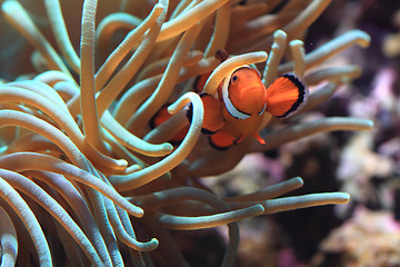 Image showing Clown Anemonefish as nemo fish