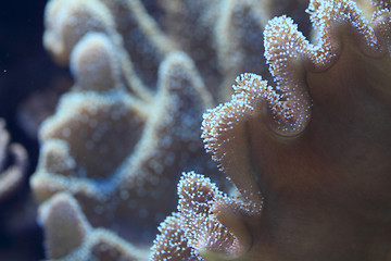 Image showing detail of coral sea