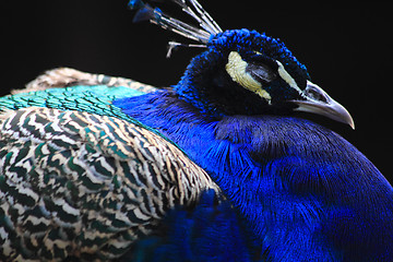 Image showing color peacock head