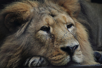 Image showing lion is resting