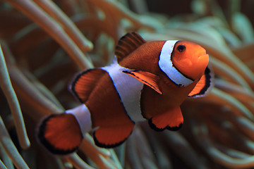 Image showing Clown Anemonefish as nemo fish