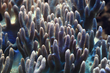 Image showing detail of coral sea