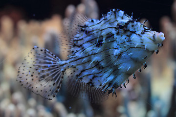 Image showing exotic coral fish