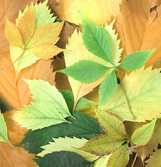 Image showing autumn leaves background