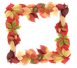 Image showing autumn leaves background