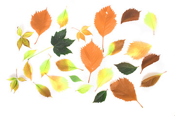 Image showing autumn leaves background