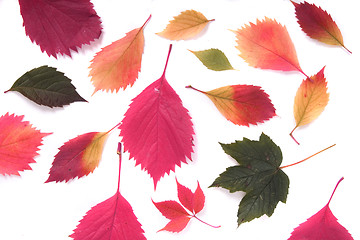 Image showing autumn leaves background