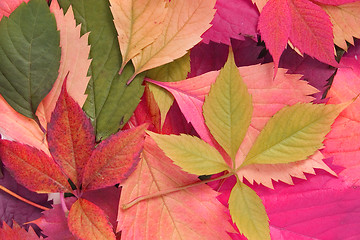 Image showing autumn leaves background