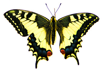Image showing yellow butterfly isolated