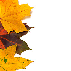 Image showing Autumnal multi colored maple-leafs