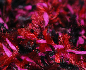 Image showing Red and Pink Fibers Close Up