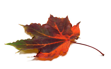 Image showing Multicolor autumnal maple-leaf