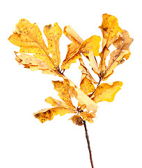 Image showing Yellow dried autumn leaves on oak twig