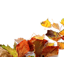 Image showing Multi colored autumn dry leafs