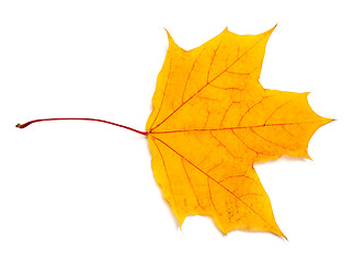 Image showing Autumn yellow maple leaf