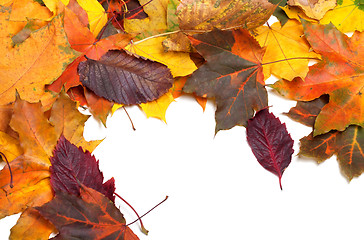 Image showing Autumn multi colored maple leaves