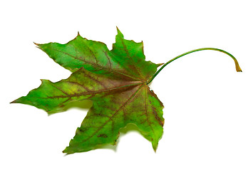 Image showing Multicolor maple-leaf