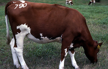 Image showing Cow